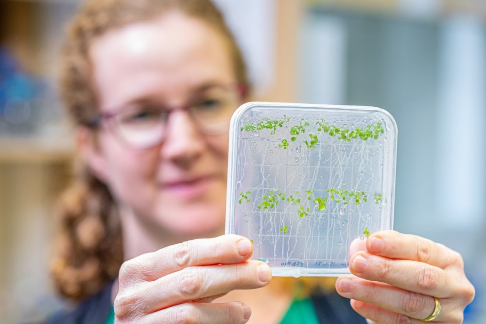 MSc in Plant Sciences HUJI