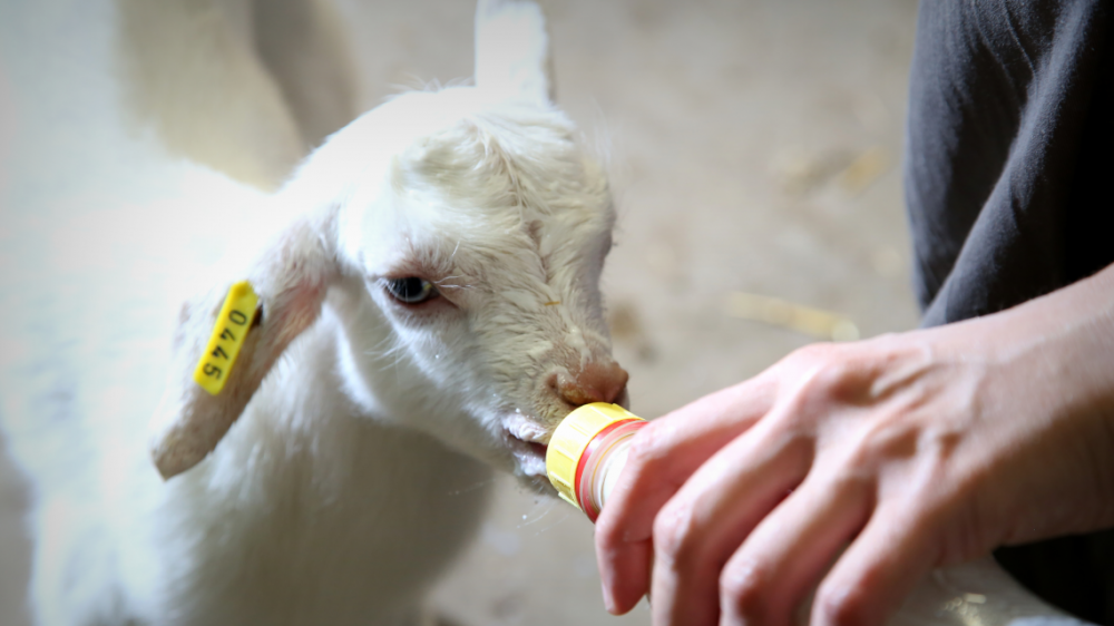 animal_sciences HUJI