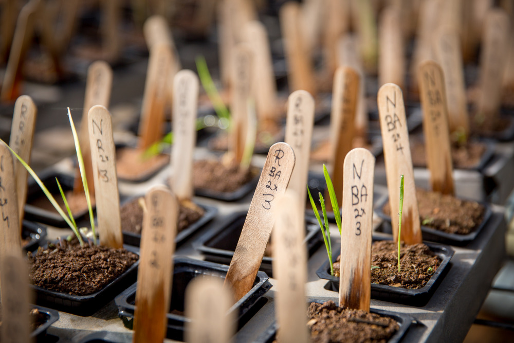 Breeding plants