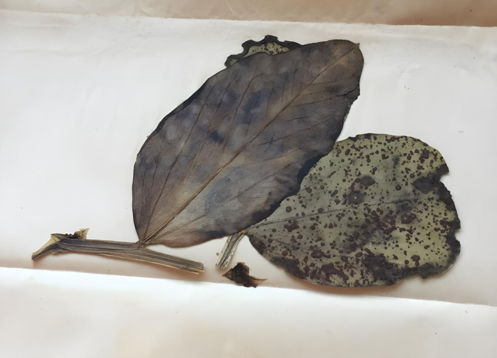 Phytopathogenic Fungi