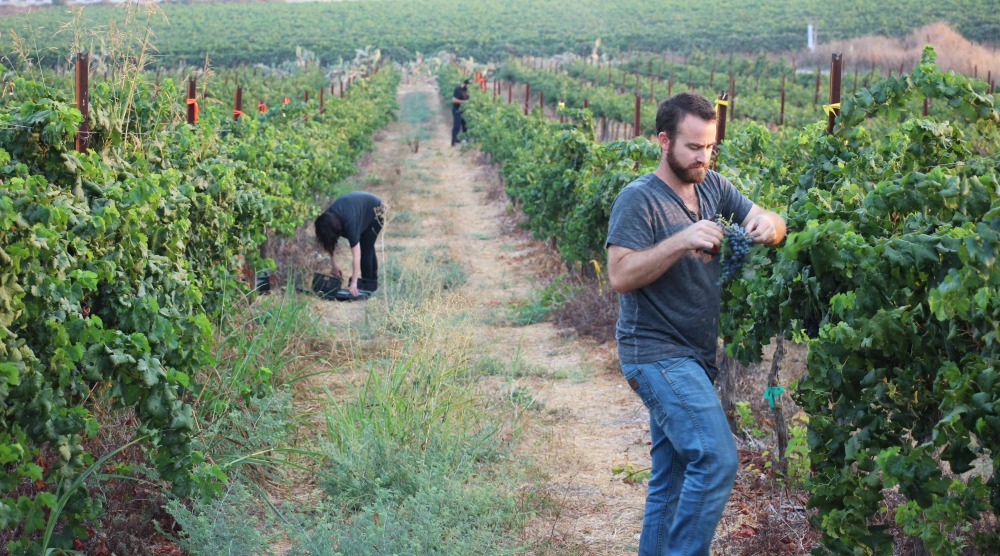 MSc in Viticulture and Enology (Winemaking) | HUJI International