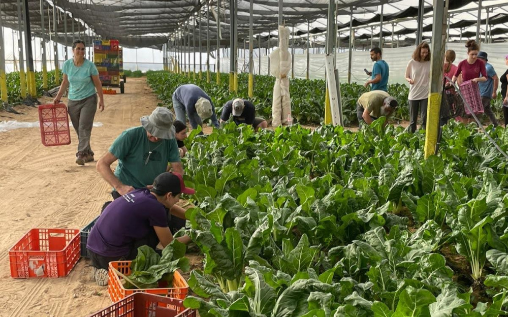 huji students volunteer with agriculture during war